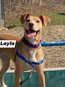 Layla, dog from Lowell Humane Society
