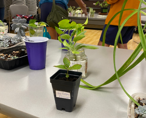 Plant Swap