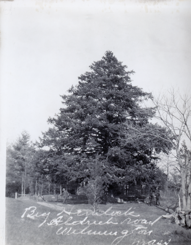 The Jaquith Hemlock